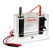 electrophoresis image